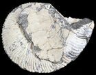 Wide Kosmoceras Ammonite - England #42648-1